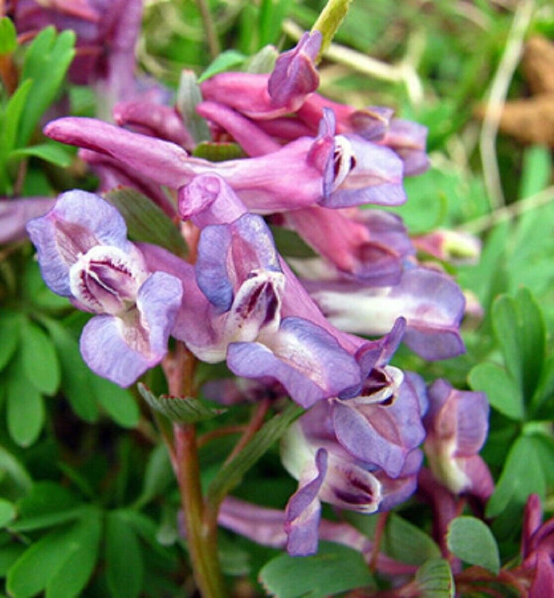 Super Corydalis Solida Seeds Pcs 4 Of Solid Corydal