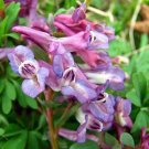 Super Corydalis Solida Seeds Pcs 4 Of Solid Corydal