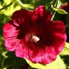 Super Red Hollyhock Seeds Pcs 12 Rose Tremiere Rouge Alcea Rosea Rubra