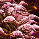 Super Lysimachia Clethroides Seeds Pcs 15 Gooseneck Loosestife