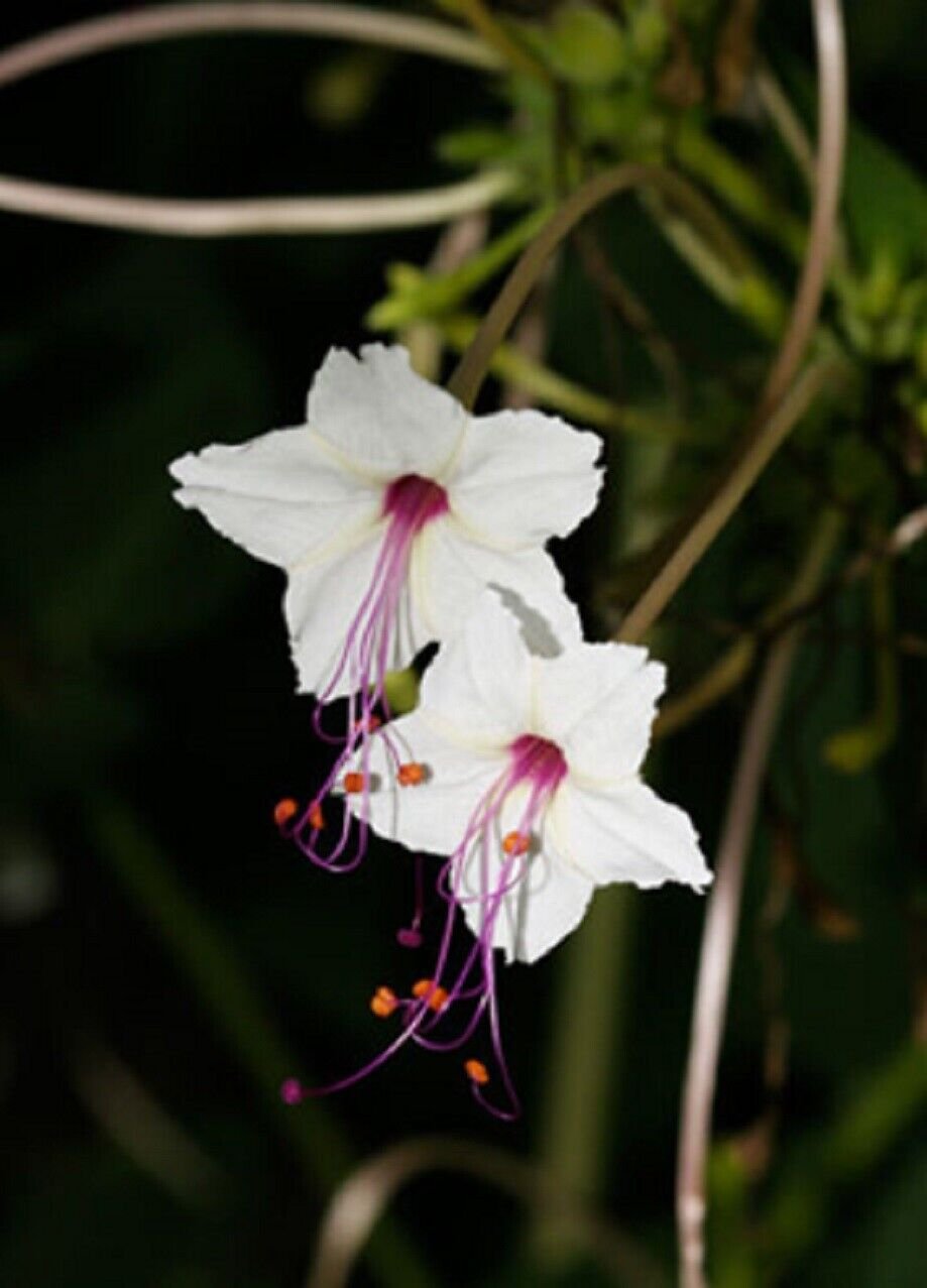 Super Mirabilis Longiflora Rare Seeds Pcs 4 Maravilla From Mexico