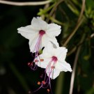 Super Mirabilis Longiflora Rare Seeds Pcs 4 Maravilla From Mexico