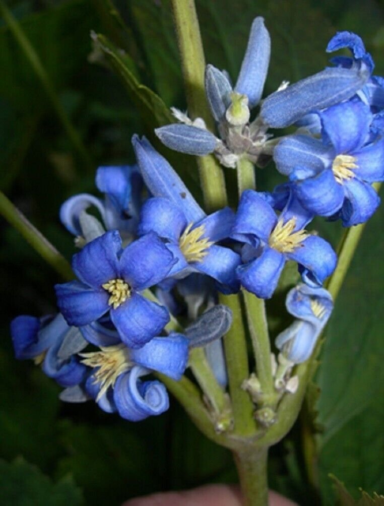 Super Tube Clematis Seeds Pcs 6 Herbaceous Clematite Clematis Heracleifolia