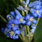 Super Tube Clematis Seeds Pcs 6 Herbaceous Clematite Clematis Heracleifolia
