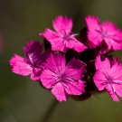 Super Dianthus Carthusianorum Seeds Pcs 60 Carnation Des Chartreux