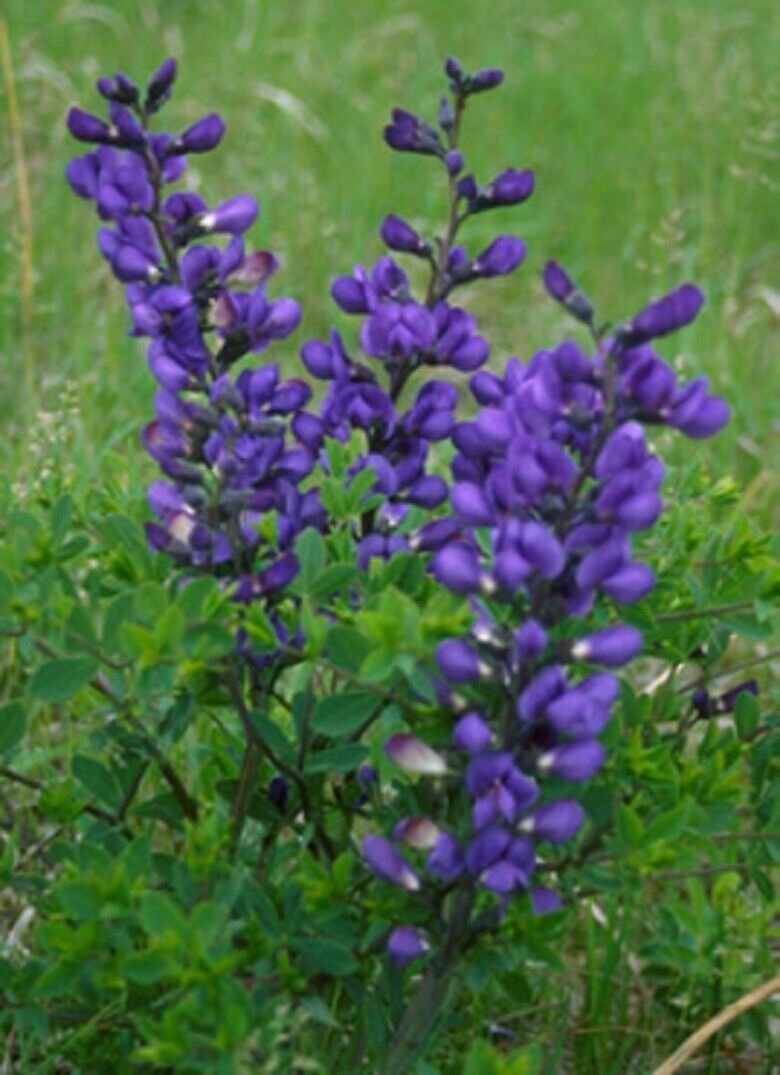 Super Baptisia Australis Seeds Pcs 10 Baptisie Australe False Indigo