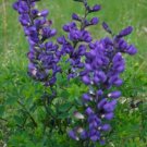 Super Baptisia Australis Seeds Pcs 10 Baptisie Australe False Indigo