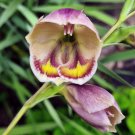 Super Gladiolus Papilio Seeds Pcs 5 Butterfly Gladiola