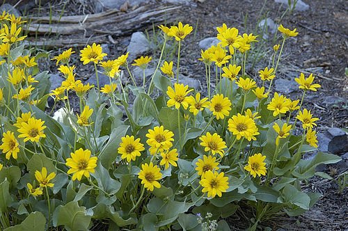 Super Rare Seeds Pcs 25 Of Balsamorhiza Sagitata
