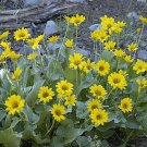 Super Rare Seeds Pcs 25 Of Balsamorhiza Sagitata