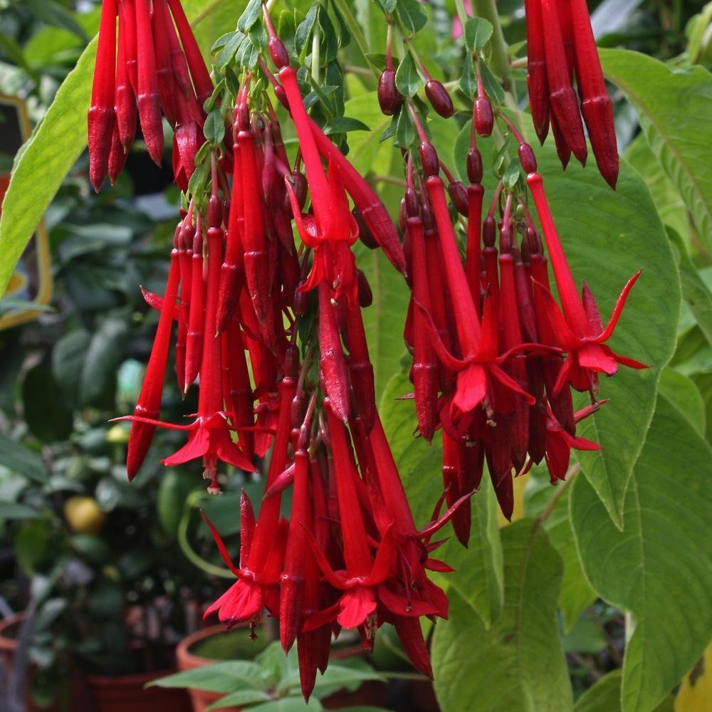 Super Fuchsia Boliviana Seeds Pcs 5 Fuchsia De Bolivia Rouge