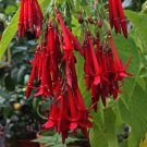 Super Fuchsia Boliviana Seeds Pcs 5 Fuchsia De Bolivia Rouge