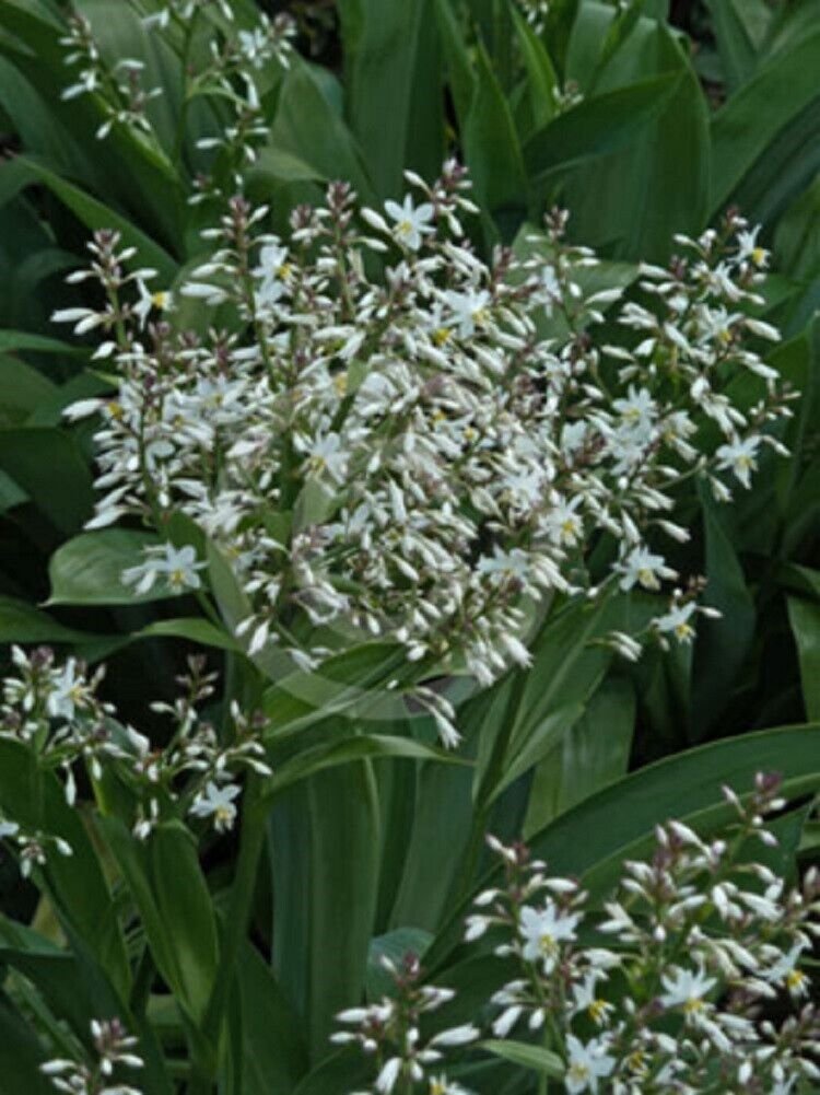 Super Rock Lily Seeds Pcs 6 Rain Of Stars Arthropodium Cirratum