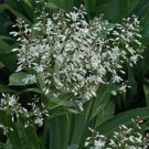 Super Rock Lily Seeds Pcs 6 Rain Of Stars Arthropodium Cirratum