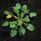 Super Lapsana Communis Seeds Pcs 5 Nipplewort