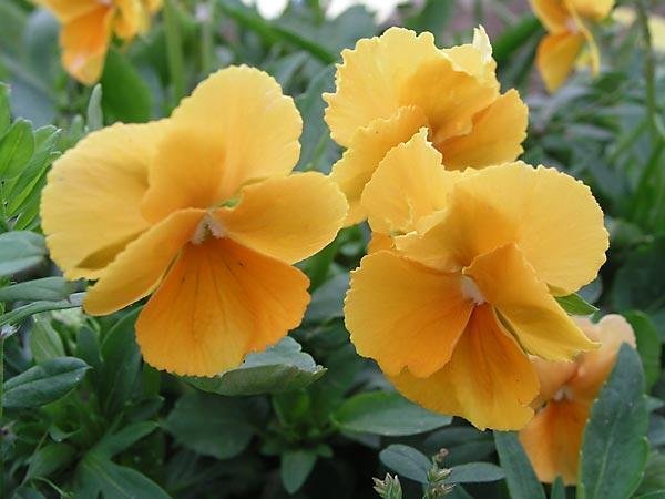 Super Viola Cornuta Chantreyland Seeds Pcs 25 Fragrant Orange Horned Violet