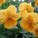 Super Viola Cornuta Chantreyland Seeds Pcs 25 Fragrant Orange Horned Violet