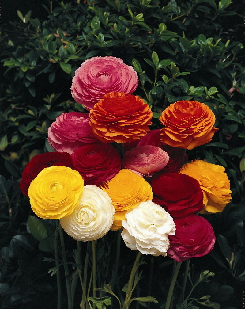 Super Ranunculus Asiaticus Seeds Pcs 4 Florist Buttercup Mix