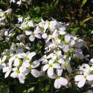Super Arabis Alpina Seeds Pcs 150 Silver Basket