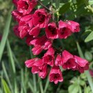 Super Salcilla Rare Seeds Pcs 3 Of Bomarea Salsilla