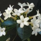 Super Wax Flower Seeds Pcs 3 Madagascar Jasmine Stephanotis Floribunda