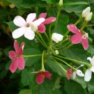 Super Rangoon Creeper Rare Seeds Pcs 2 Mens Character Quisqualis Indica