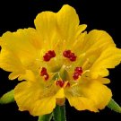 Super Scyphanthus Elegans Rare Seeds Pcs 6 Monjita