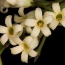 Super Maori Jasmine Seeds Pcs 4 Of Maori Jasmine Parsonsia Heterphylla