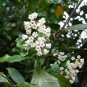 Super Maori Jasmine Seeds Pcs 4 Of Maori Jasmine Parsonsia Heterphylla