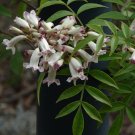 Super Vine Seeds Pcs 8 De Onga Onga Pandorea Pandorana