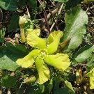 Super Prestonia Mollis Rare Seeds Pcs 3 Of Babeiro