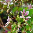 Super Bauhinia Yunnanensis Rare Seeds Pcs 4 Yunnan Bauhinia