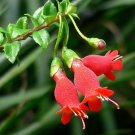 Super Little Bottles Flower Rare Seeds Pcs 4 Mitraria Coccinea