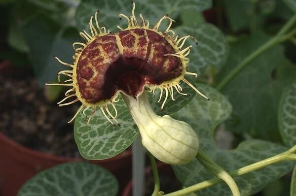 Super Aristolochia Fimbriata Rare Seeds Pcs 6 Of Caudex Aristoloche