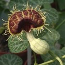 Super Aristolochia Fimbriata Rare Seeds Pcs 6 Of Caudex Aristoloche