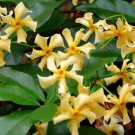 Super Trachelospermum Asiaticum Rare Seeds Pcs 4 Korean Star Jasmine