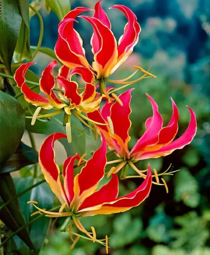 Super Glory Lily Seeds Pcs 5 Lys Grimpant De Malabar Gloriosa Rothschildiana