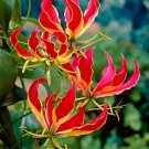 Super Glory Lily Seeds Pcs 5 Lys Grimpant De Malabar Gloriosa Rothschildiana
