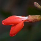 Super Rare Hardy Liana Seeds Pcs 6 Camptosema Rubicundum