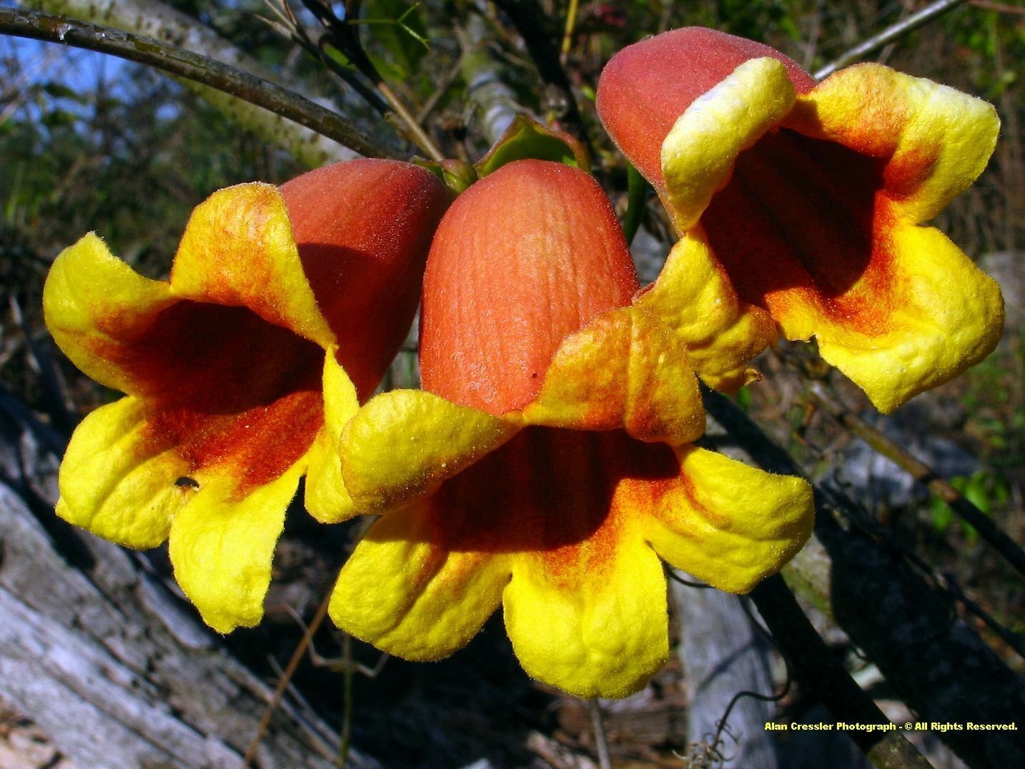 Super Crossvine Seeds Pcs 4 Bignone Cafe Cacao Persistent Bignonia Capreolata