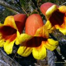 Super Crossvine Seeds Pcs 4 Bignone Cafe Cacao Persistent Bignonia Capreolata