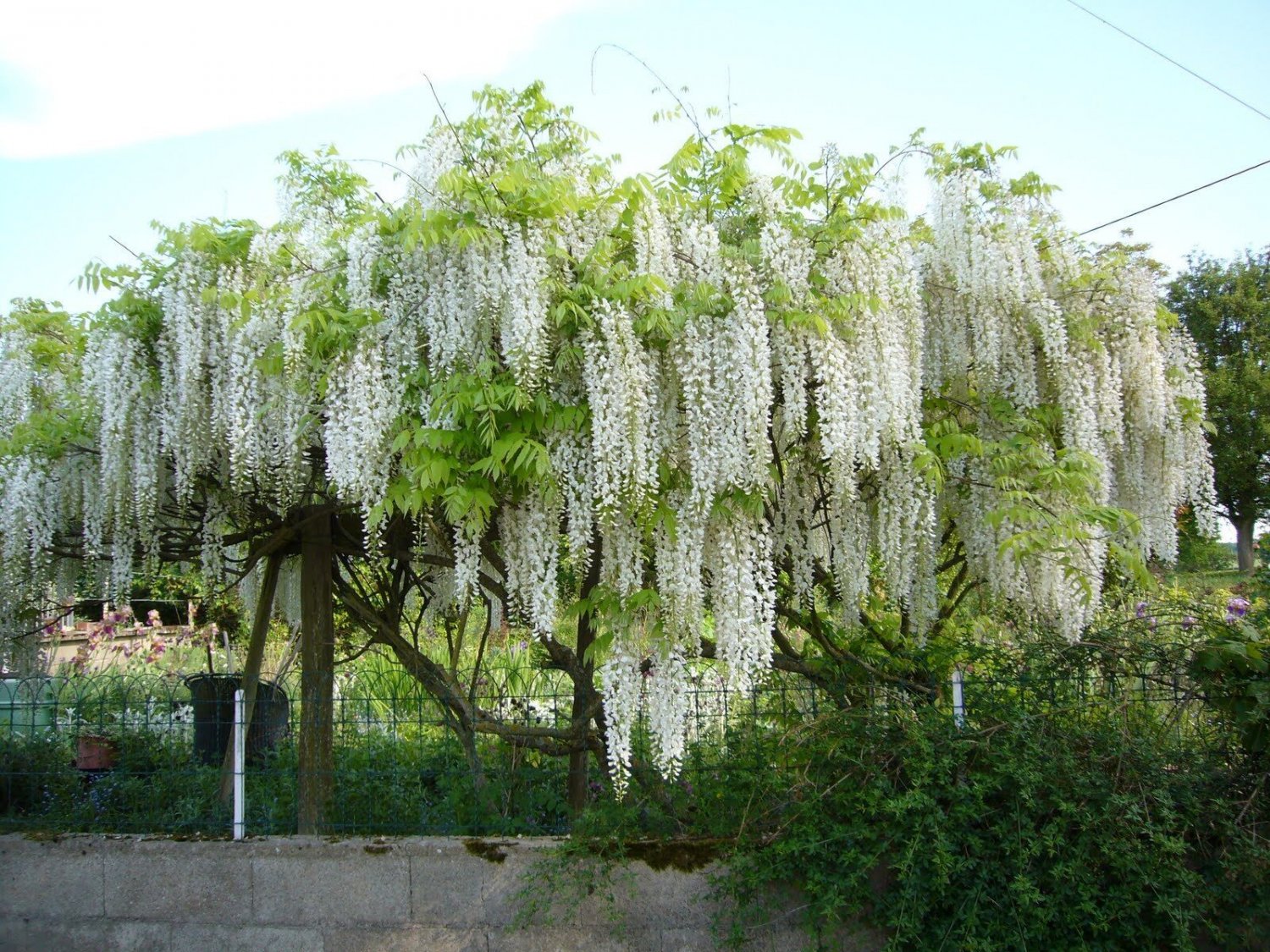 Super White Wisteria Sinensis Alba Seeds Pcs 3