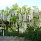 Super White Wisteria Sinensis Alba Seeds Pcs 3