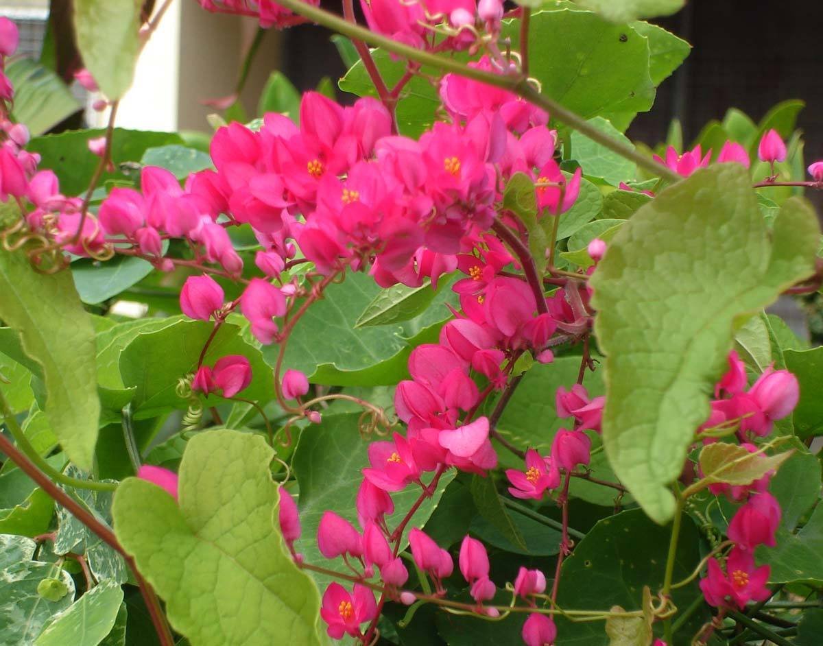 Super Coral Vine Seeds Pcs 5 Chain Of Love Antigonon Leptopus