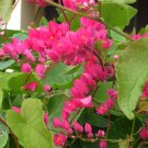Super Coral Vine Seeds Pcs 5 Chain Of Love Antigonon Leptopus