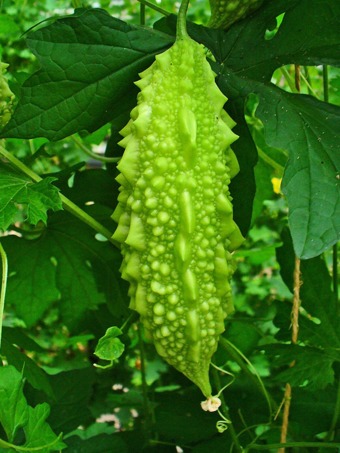 Super Bitter Melon Seeds Pcs 8 Cucumber Momordica Charantia Goya