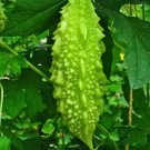 Super Bitter Melon Seeds Pcs 8 Cucumber Momordica Charantia Goya