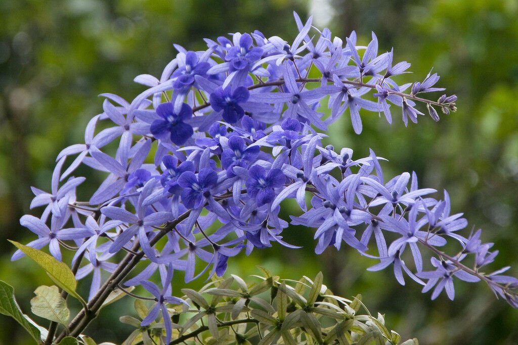 Super Queens Wreath Seeds Pcs 4 Diademe Royal Petrea Volubilis
