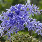 Super Queens Wreath Seeds Pcs 4 Diademe Royal Petrea Volubilis