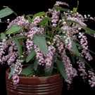Super Hardenbergia Violacea Rosea Rare Seeds Pcs 4 Pink Coral Pea